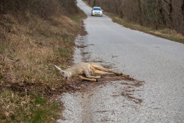 martwa zwierzę leżące przy drodze